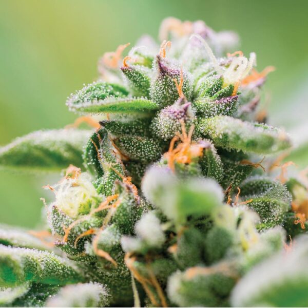 Animal Cookies - Image 2