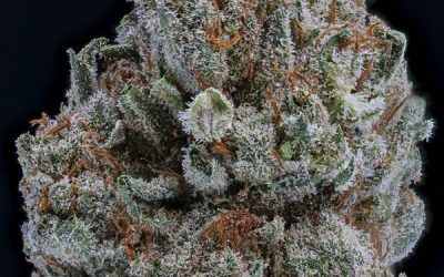 Using Indica Strains for Sleep